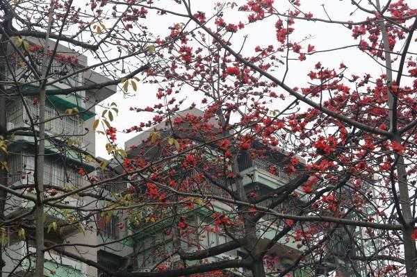深圳南山赏花时间表及看花地方推荐（3）