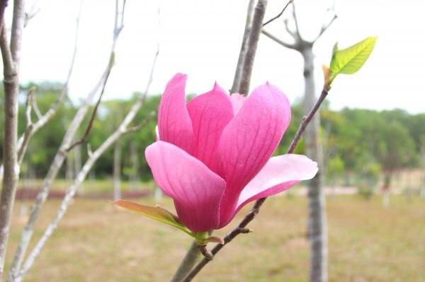 深圳宝安公园玉兰花开(赏花时间+地址+怎么去)