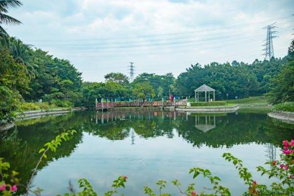 深圳宝安公园玉兰花开(赏花时间+地址+怎么去)(2) 深圳宝安公园玉兰花开(赏花时间+地址+怎么去)(2)
