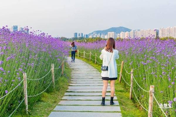 深圳17个赏花去处 一年四季都可赏花（2）