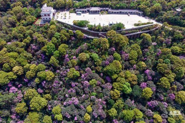 2025梧桐山杜鹃花什么时候开