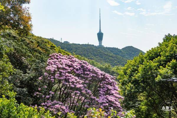 2025梧桐山杜鹃花什么时候开（2）