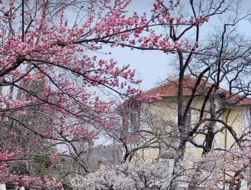 青岛中山公园梅花开了吗