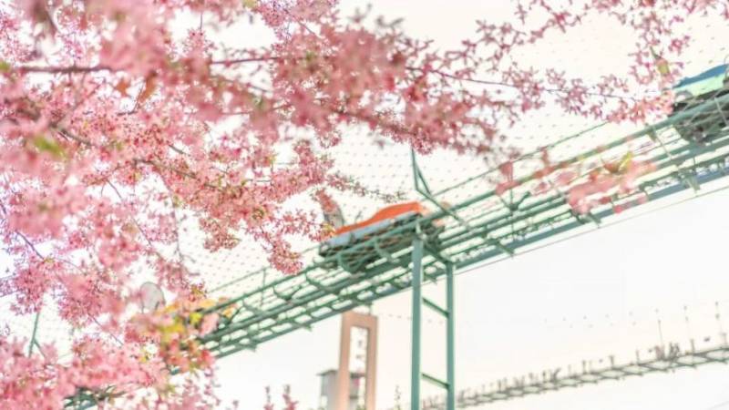 2025漫花庄园第七届樱花节活动指南(时间地点+详情+门票) 2025漫花庄园第七届樱花节活动指南(时间地点+详情+门票)