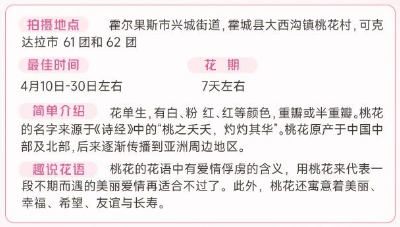 伊犁春季赏花花期攻略（赏花时间+花期+地点）（4）