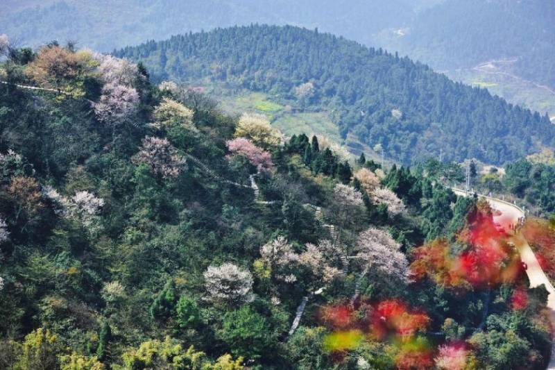 2025重庆渝北大盛云龟山樱花观赏攻略（时间、地点、路线）