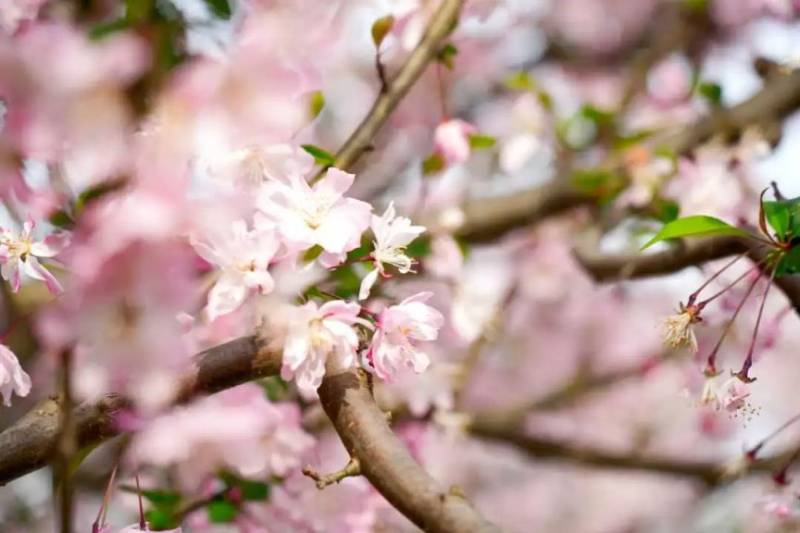 2025上海普陀赏花时间一览（附观赏地点）（3）