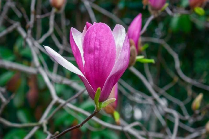 青岛李沧区春季赏花（花期+品种+地点）