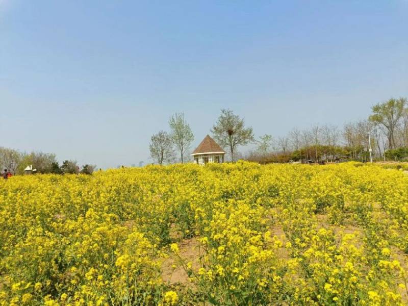 青岛西海岸新区春季赏花好去处