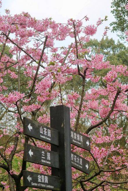 2025重庆清明节赏花指南（时间、地点、路线）（2）