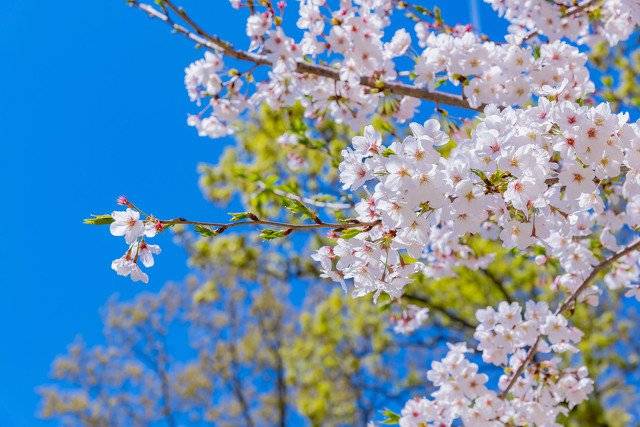 2025年北京玉渊潭公园樱花节开放时间一览 2025年北京玉渊潭公园樱花节开放时间一览