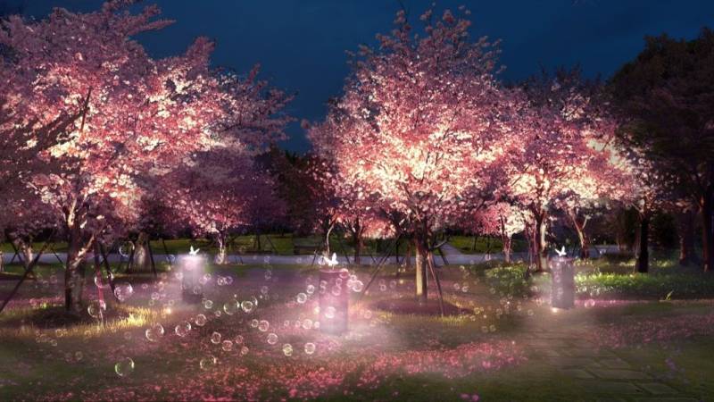 2025上海顾村公园樱花节活动全攻略(开幕时间+门票+交通+夜樱活动)(8) 2025上海顾村公园樱花节活动全攻略(开幕时间+门票+交通+夜樱活动)(8)
