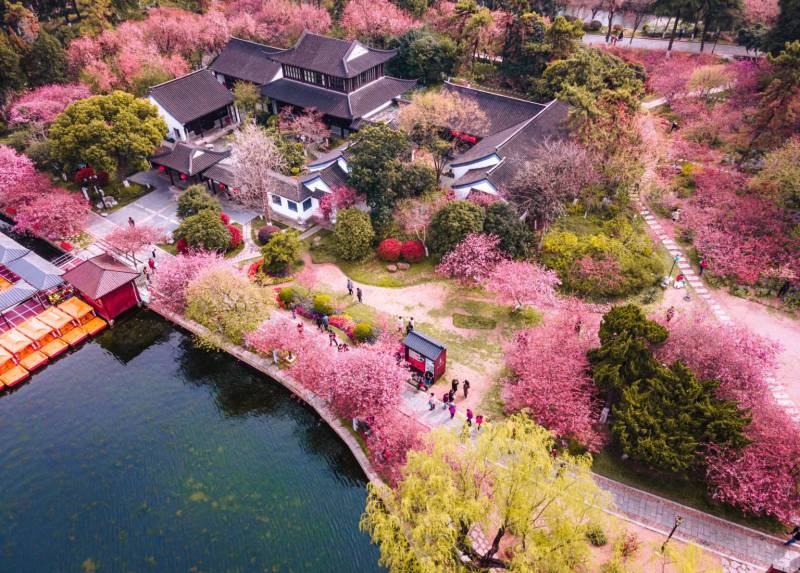 2025南京樱花最佳赏樱时间+打卡地全攻略